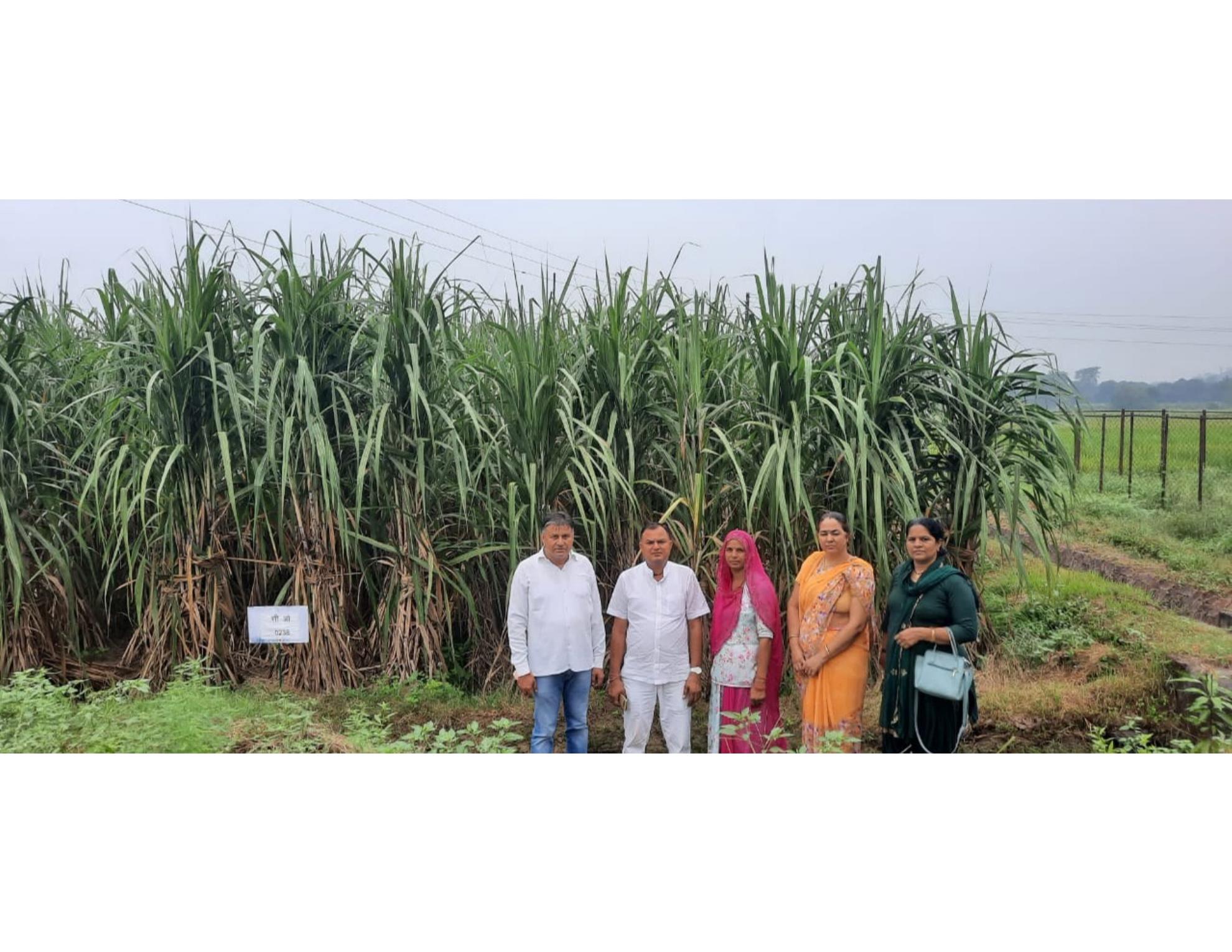 Field and institutional activity